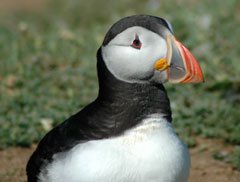 Puffin on Skomer